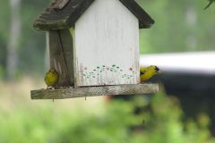 Gold-Finch-Crisp-mom-pop-Copy