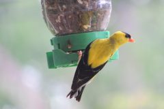 Gold-Finch-Intense-Copy