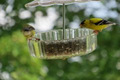 Gold-finch-male-chasing-off-female