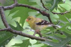 Goldfinch-Female