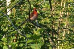 Purple-Finch-1