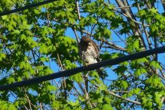 Hawks
