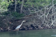 Heron