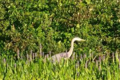 Heron