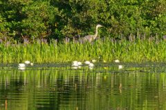 Heron-2