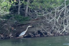 Heron-Hartland