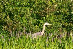 Heron
