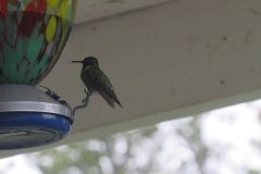 Humming Birds