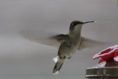 Hummer-in-flight