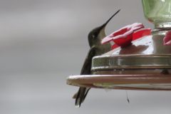 Hummer-resting
