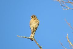 Kestrel-Cling