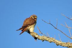 Kestrel-Close-Up-Snack-Warning