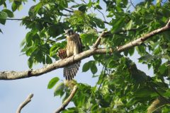 Kestrel-Fan