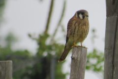 Kestrel-Fence-Post-2