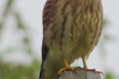 Kestrel-Fence-Post