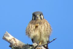 Kestrel-Fist-Bump