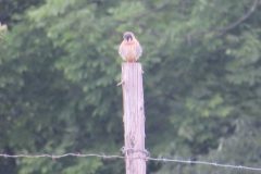 Kestrel-Fluffy-Fencepost