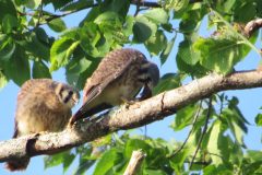 Kestrel-Lunch-3