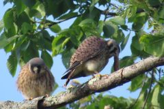 Kestrel-Lunch
