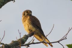 Kestrel-Morning-Light-2