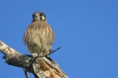 Kestrel-Perch-3