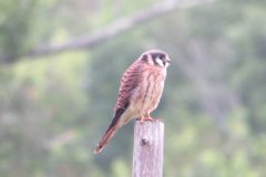 Kestrel-Profile