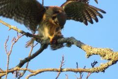 Kestrel-Snack-Work-at-it