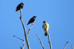 Kestrel-w-Grackles