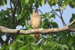 Kesrtel-Fluffy-Tree