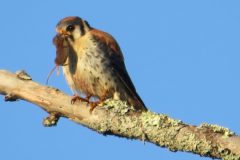 Kesstrel-Snack