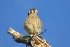 Kestrel-Check-him-out