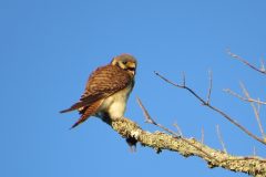 Kestrel-Close-Up-Snack-Warning