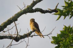 Kestrel-Composition