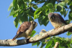 Kestrel-Couple-2