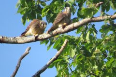 Kestrel-Couple-Catch-2