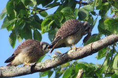 Kestrel-Couple-Catch