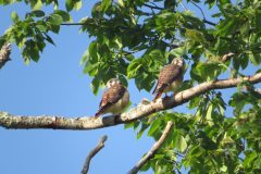 Kestrel-Couple