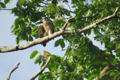 Kestrel-Dancer-Legs