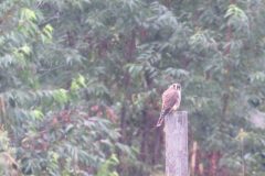 Kestrel-Female-Fencepost