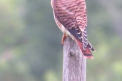 Kestrel-Female-Great-Pic-2