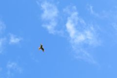 Kestrel-Flight