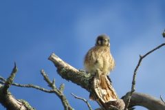 Kestrel-Fluffy-Branch