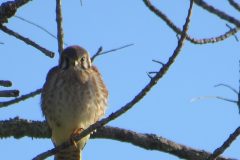 Kestrel-Fluffy