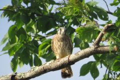 Kestrel-Heres-Lookin-at-you-kid-2