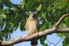 Kestrel-Heres-Lookin-at-you-kid