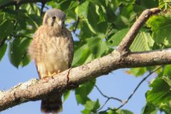 Kestrel-Hunting