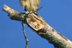 Kestrel-Itch