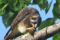 Kestrel-Lunch-2