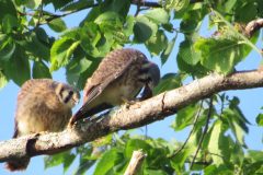 Kestrel-Lunch-3