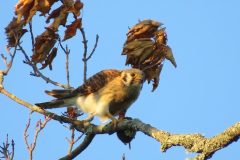 Kestrel-Lunch-Time-2